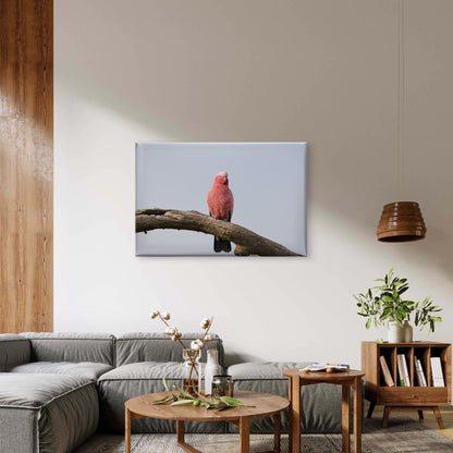 Grey and Pink Galah Perth Western Australia Wall Art Decor 100% Australian Made