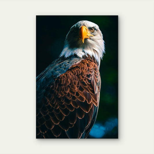 Majestic Bald Eagle Portrait Wildlife Bird 40x60cm Metal Print Ready to Hang