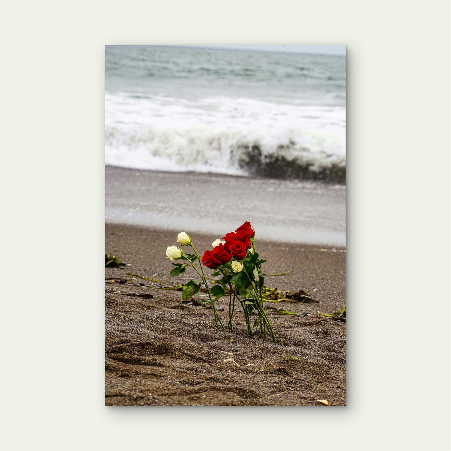 Bouquet of Red and White Roses on Ocean Shore 40x60cm Metal Print Ready to Hang