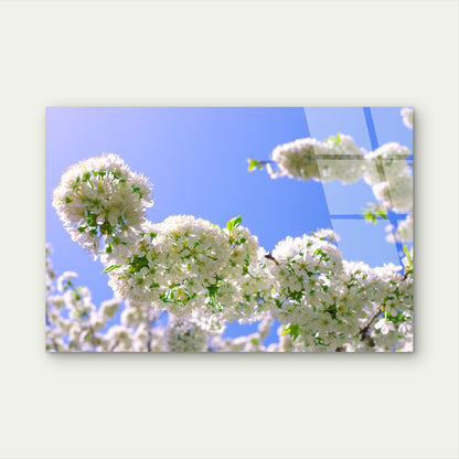 Blooming White Cherry Blossom Flowers Against Clear Blue Sky Spring Nature Acrylic Glass Printing Wall Art Australian Made Quality