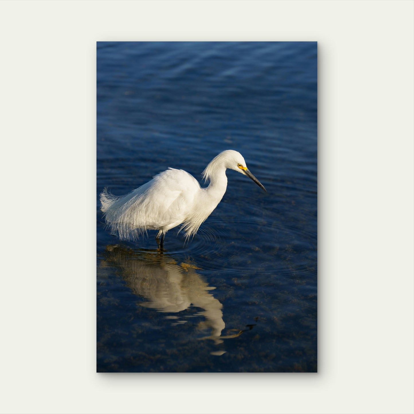Snowy Egret on Water During Daytime 60x90cm Metal Print Ready to Hang