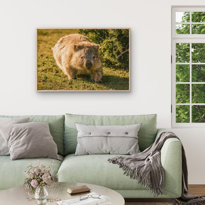 Wombat Maria Island Tasmania Wall Art Decor 100% Australian Made
