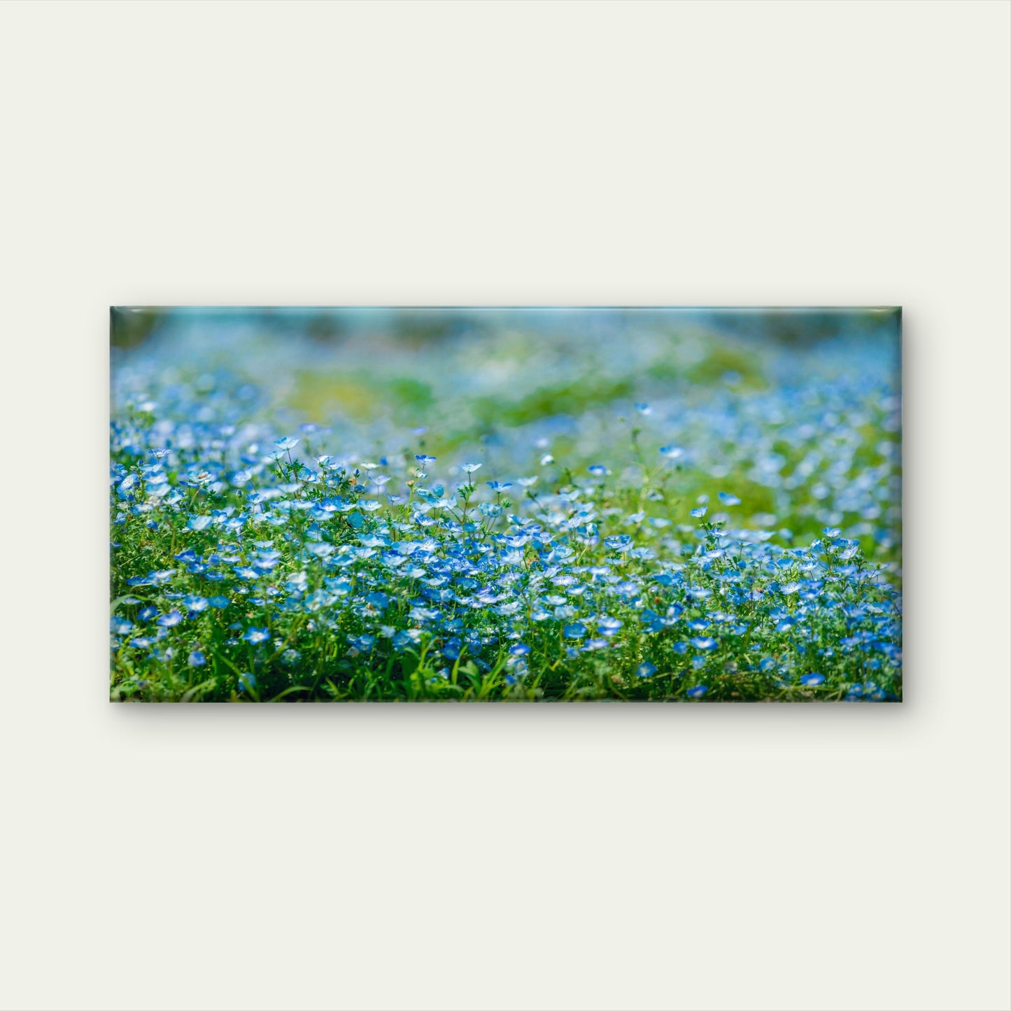Field Of Baby Blue Eyes Wall Art Canvas Office Home Room Framed 120x60cm
