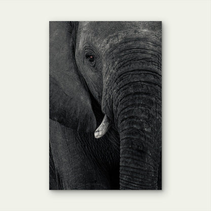 Close Up Elephant Illustration 40x60cm Metal Print Ready to Hang