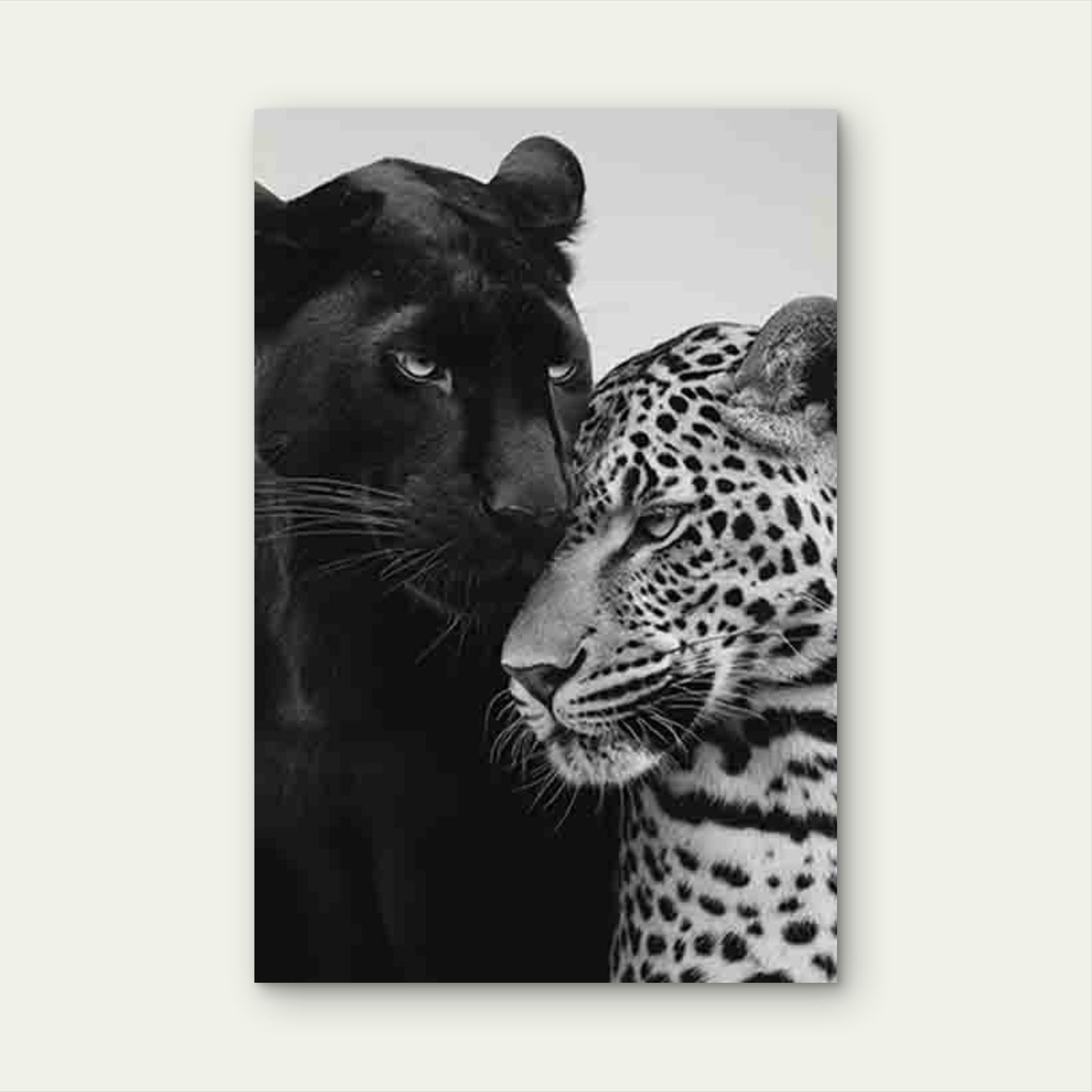 Featuring Black Panther And Leopard 60x90cm Metal Print Ready to Hang