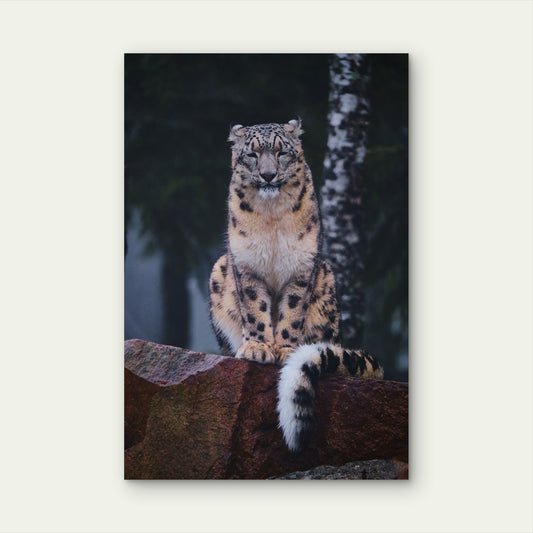 Snow Leopard Sitting On Top Of A Rock 60x90cm Metal Print Ready to Hang