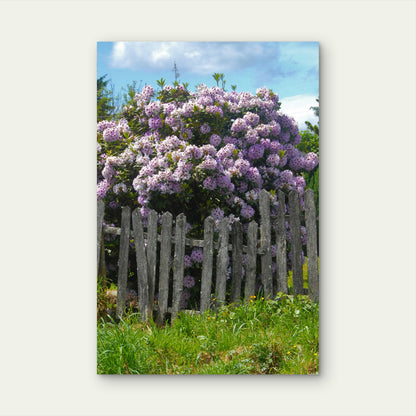 Beautiful Wisteria Flowers Wooden Fence 40x60cm Metal Print Ready to Hang