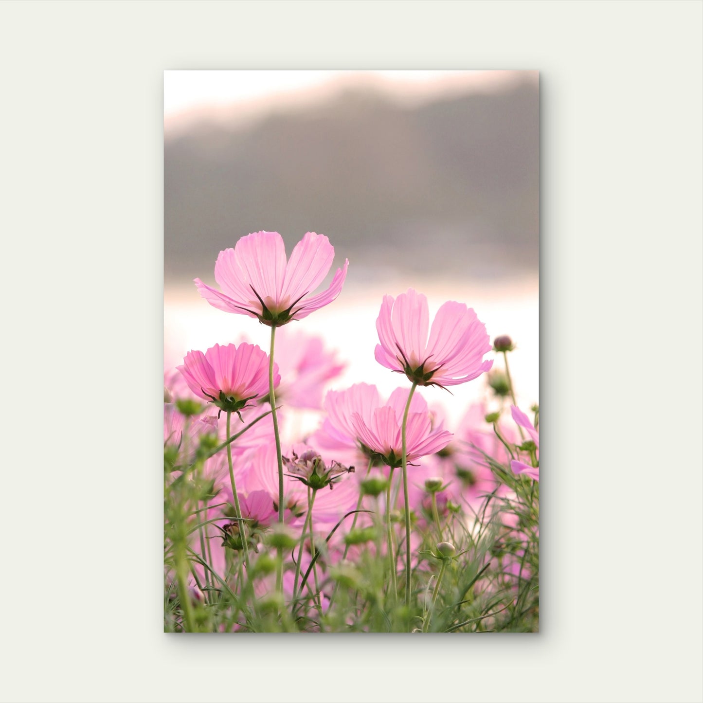 Field of Pink Cosmos Flowers 60x90cm Metal Print Ready to Hang