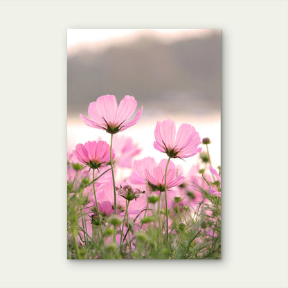 Field of Pink Cosmos Flowers 40x60cm Metal Print Ready to Hang