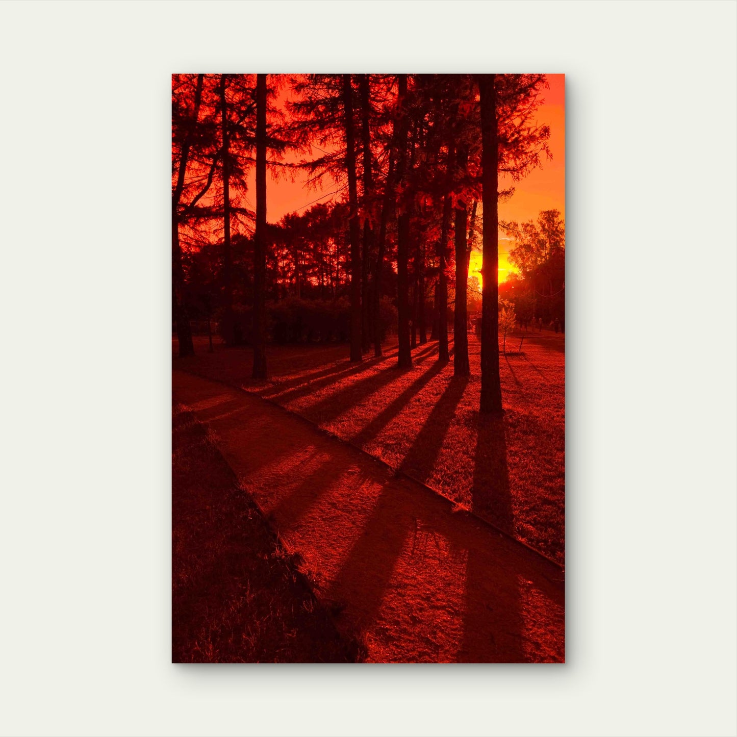 Tree Shadows In Red Sunset 60x90cm Metal Print Ready to Hang