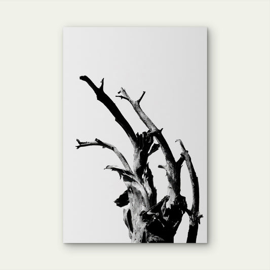 Minimalist Black White Dead Tree Branch 40x60cm Metal Print Ready to Hang
