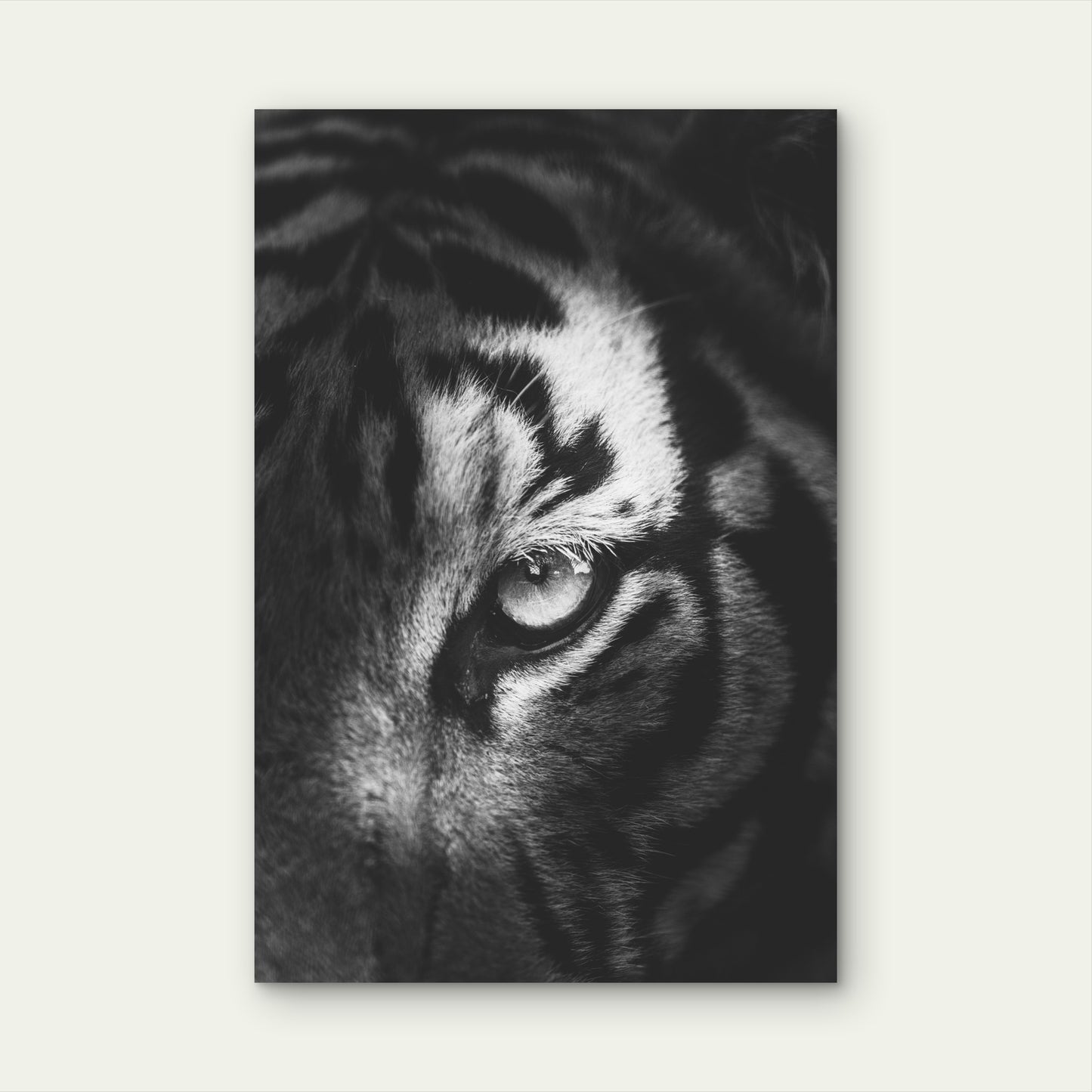 The Intense Eye Of A Tiger 40x60cm Metal Print Ready to Hang