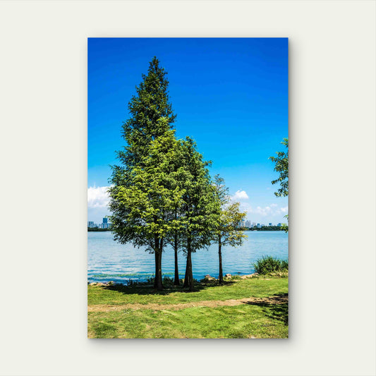 Tree With Lake 40x60cm Metal Print Ready to Hang