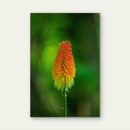 Red Hot Poker plant 60x90cm Metal Print Ready to Hang