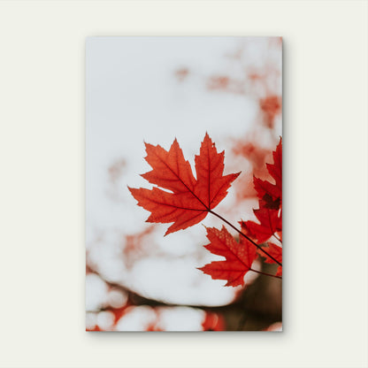Vibrant Red Maple Leaf 40x60cm Metal Print Ready to Hang