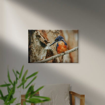 Azure Kingfisher Perched Wall Art Decor 100% Australian Made