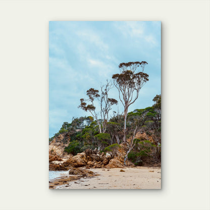 Coastal Landscape Featuring Several Karri Trees 40x60cm Metal Print Ready to Hang