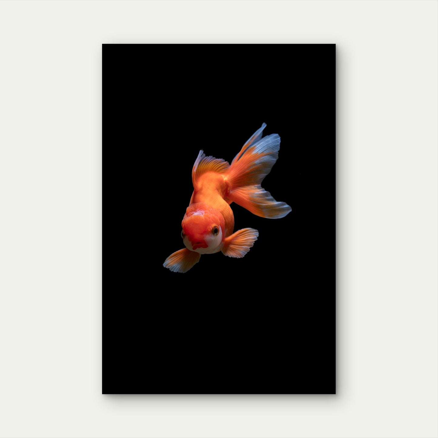 Fancy Goldfish Against Black Background 60x90cm Metal Print Ready to Hang