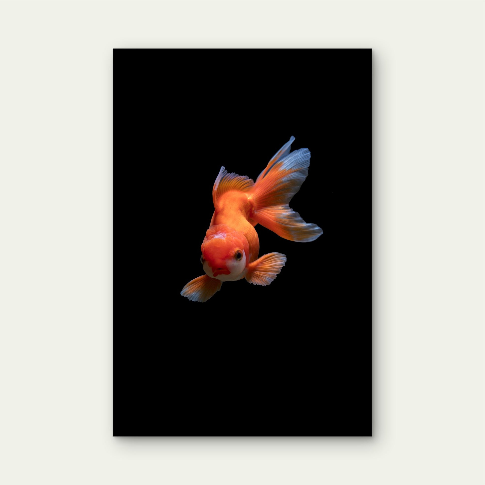 Fancy Goldfish Against Black Background 60x90cm Metal Print Ready to Hang