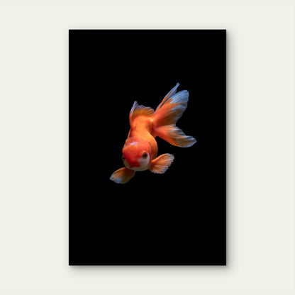 Fancy Goldfish Against Black Background 60x90cm Metal Print Ready to Hang