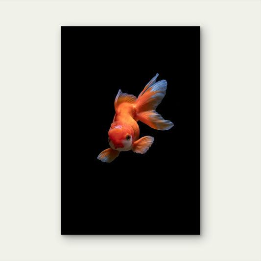 Fancy Goldfish Against Black Background 60x90cm Metal Print Ready to Hang
