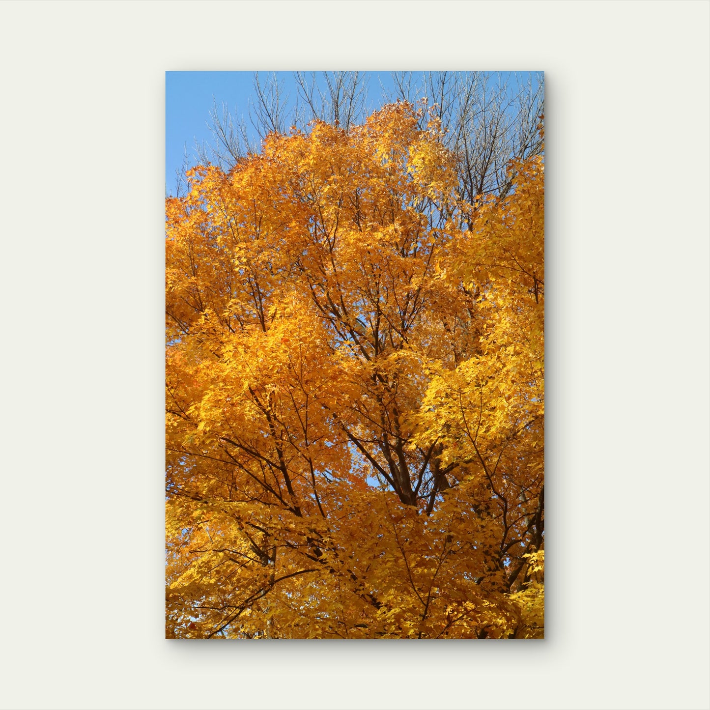 Golden Autumn Foliage of a Maple Tree 40x60cm Metal Print Ready to Hang