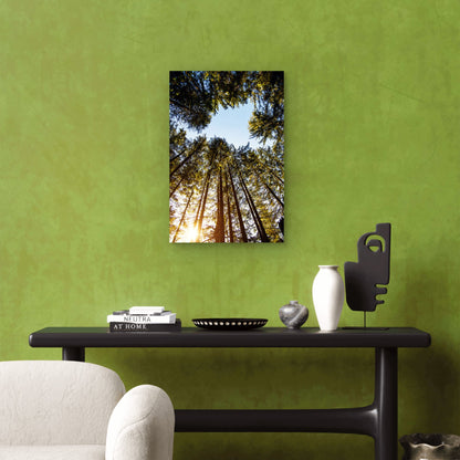 Sunburst Forest Canopy Tree Tops View 40x60cm Metal Print Ready to Hang