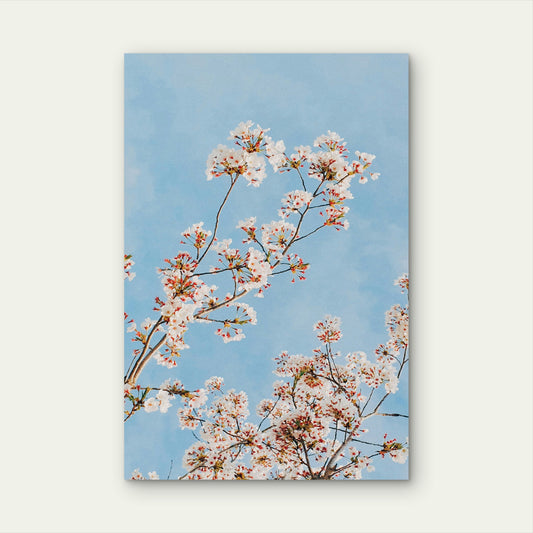 Cherry Blossoms Against A Blue Sky 60x90cm Metal Print Ready to Hang