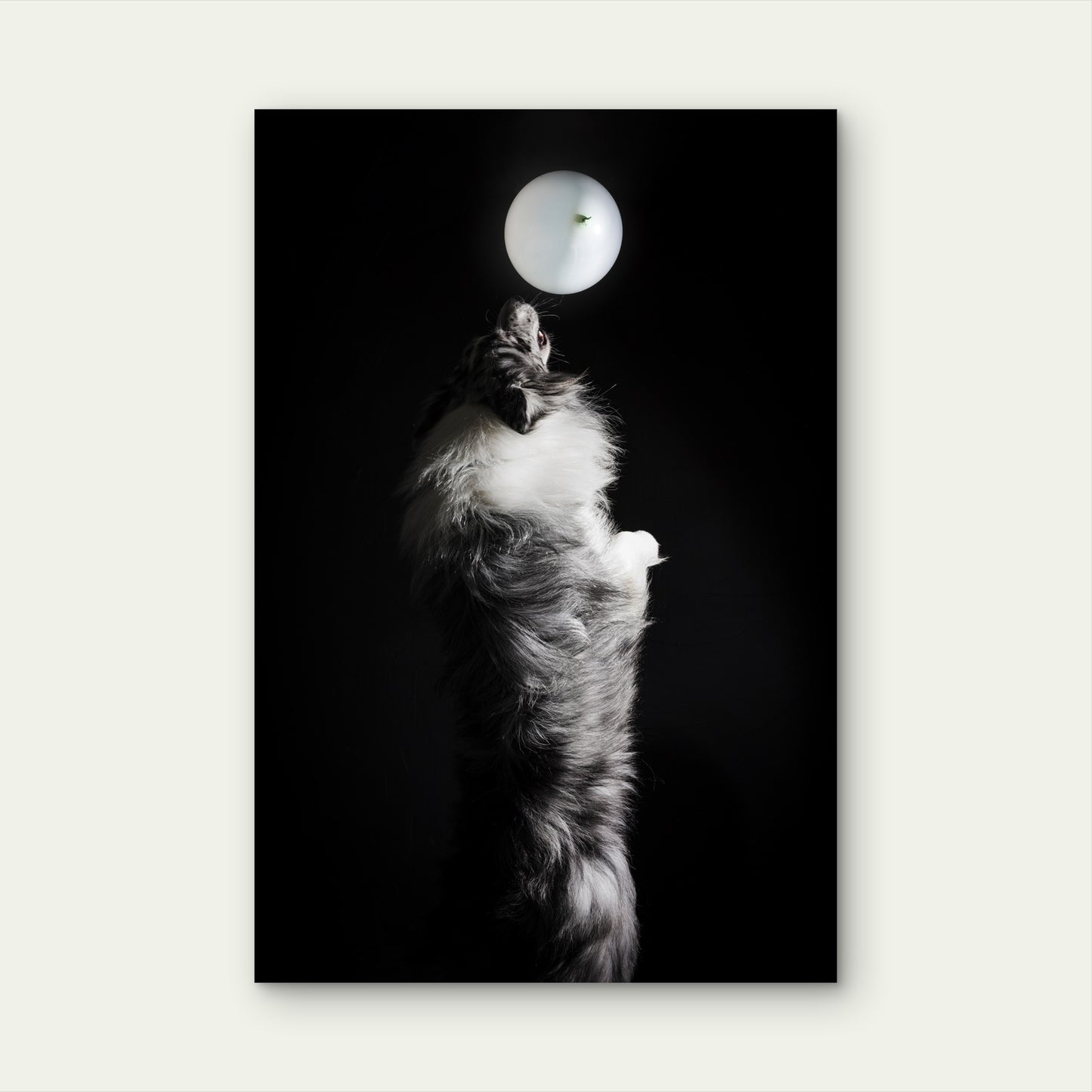 Portrait Cute Border Collie Dog 40x60cm Metal Print Ready to Hang