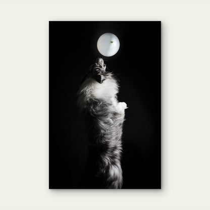 Portrait Cute Border Collie Dog 40x60cm Metal Print Ready to Hang