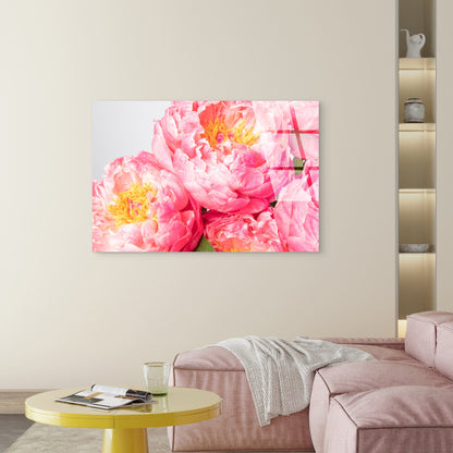 Pink Peony Blossoms Yellow Stamen  Acrylic Glass Printing Wall Art Australian Made Quality