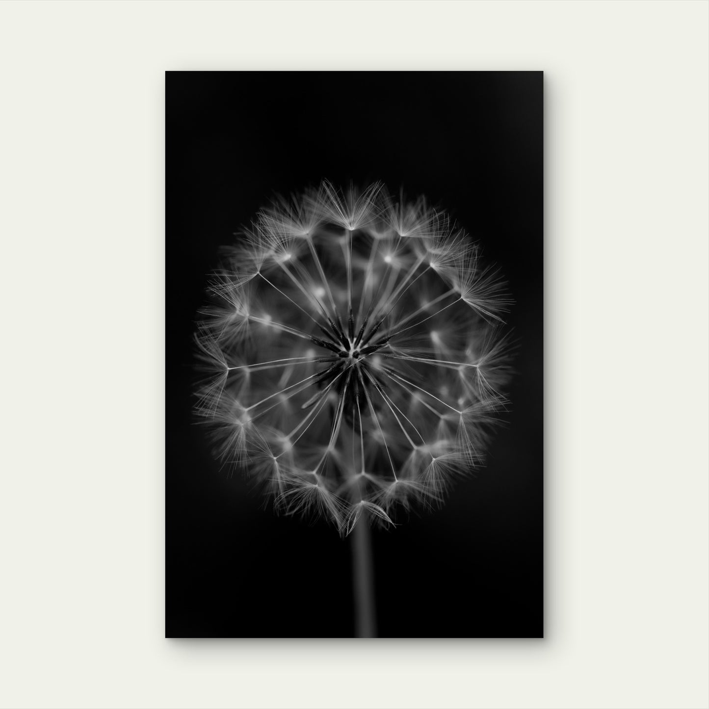 Close Up Photograph Of A Common Dandelion Seed Head 60x90cm Metal Print Ready to Hang