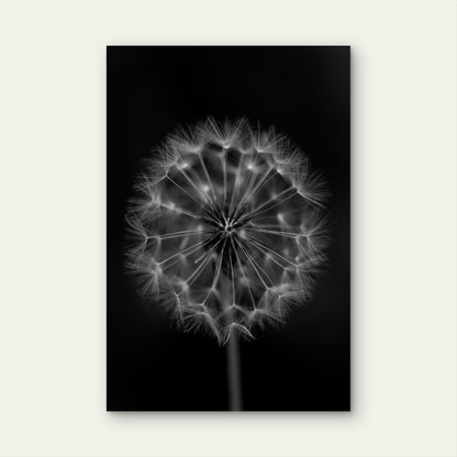 Close Up Photograph Of A Common Dandelion Seed Head 60x90cm Metal Print Ready to Hang