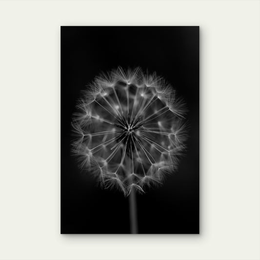 Close Up Photograph Of A Common Dandelion Seed Head 60x90cm Metal Print Ready to Hang