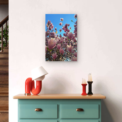 Pink Magnolia Tree Spring Flower Blossom 40x60cm Metal Print Ready to Hang