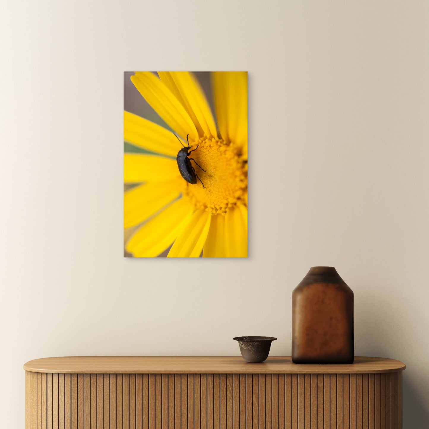 Pollen Beetle on Yellow Daisy 40x60cm Metal Print Ready to Hang
