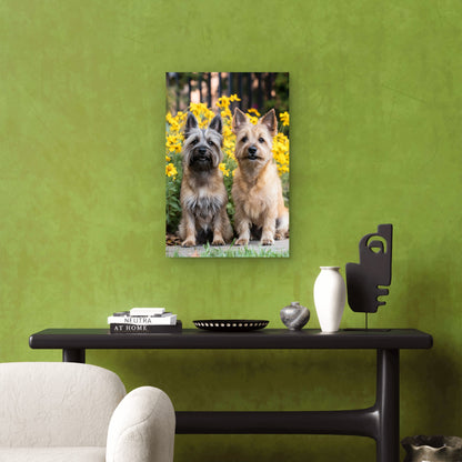 Two Cairn Terrier Dogs Yellow Flowers Painting 40x60cm Metal Print Ready to Hang