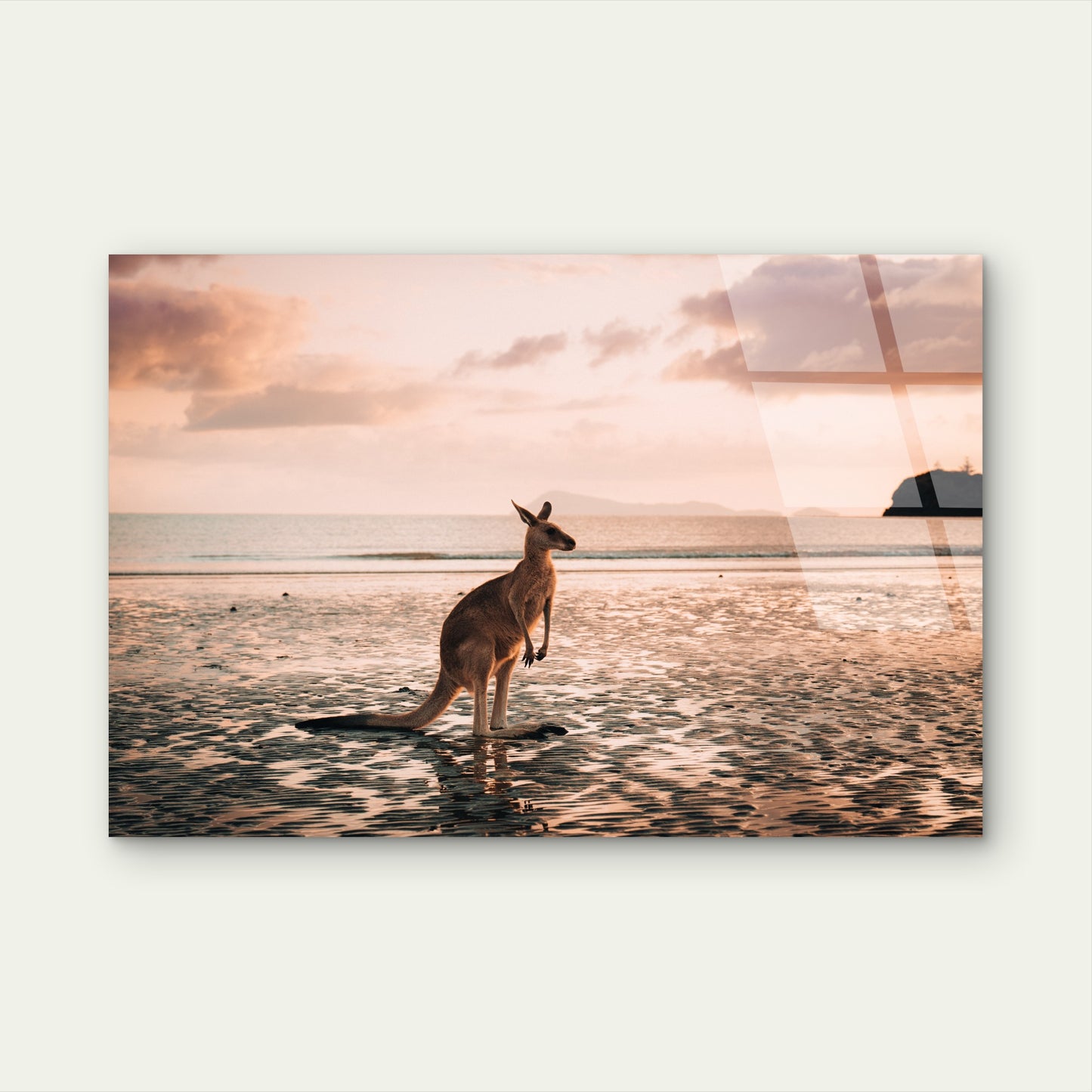 Kangaroo on Cape Hillsborough Beach at Sunrise  Acrylic Glass Printing Wall Art Australian Made Quality