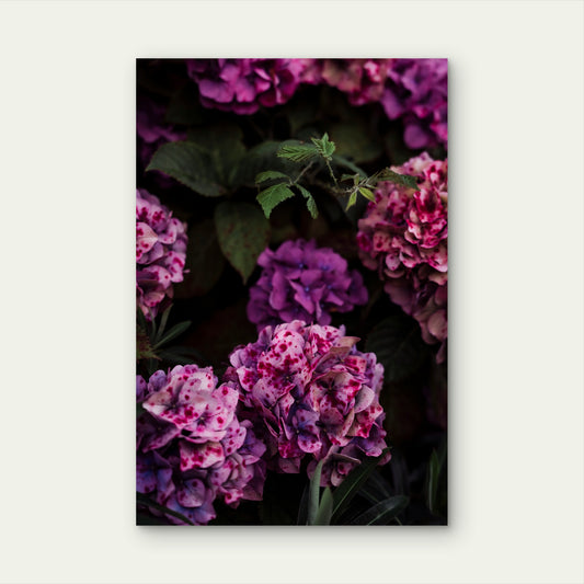 Close Up View Of Hydrangea Macrophylla 60x90cm Metal Print Ready to Hang
