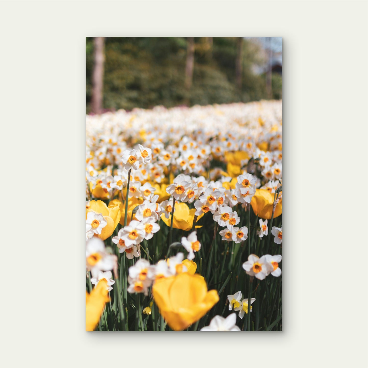 A Field of Blooming Daffodils 40x60cm Metal Print Ready to Hang
