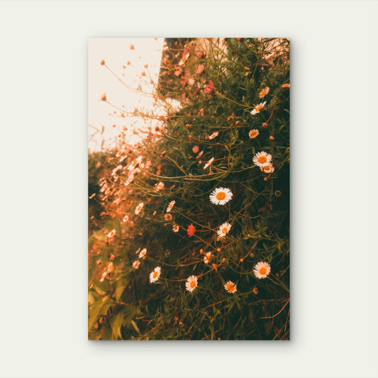 Common Daisies Wildflowers 60x90cm Metal Print Ready to Hang