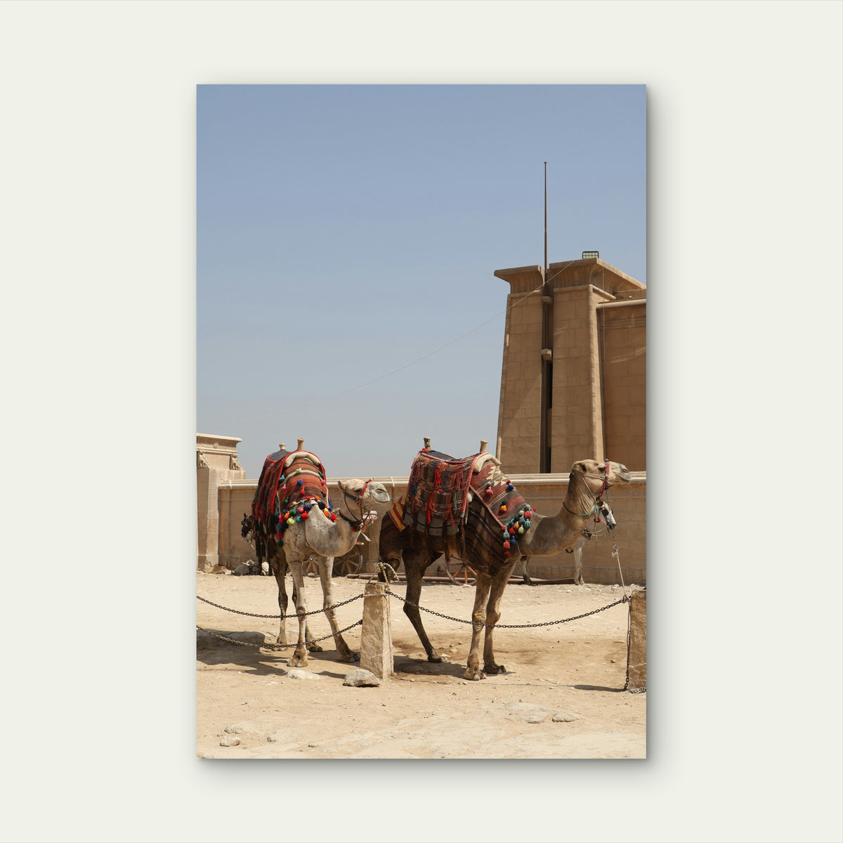 Saddled Camels at Giza Necropolis 40x60cm Metal Print Ready to Hang