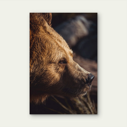 Close Up Photograph Of A Brown Bear 60x90cm Metal Print Ready to Hang