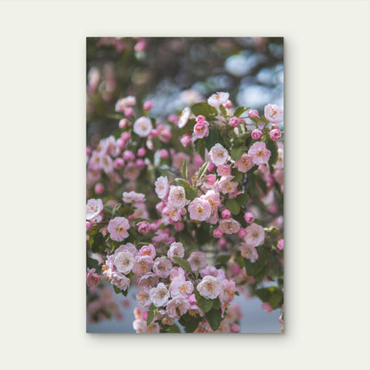 Pink Crabapple Floral Blossoms 40x60cm Metal Print Ready to Hang