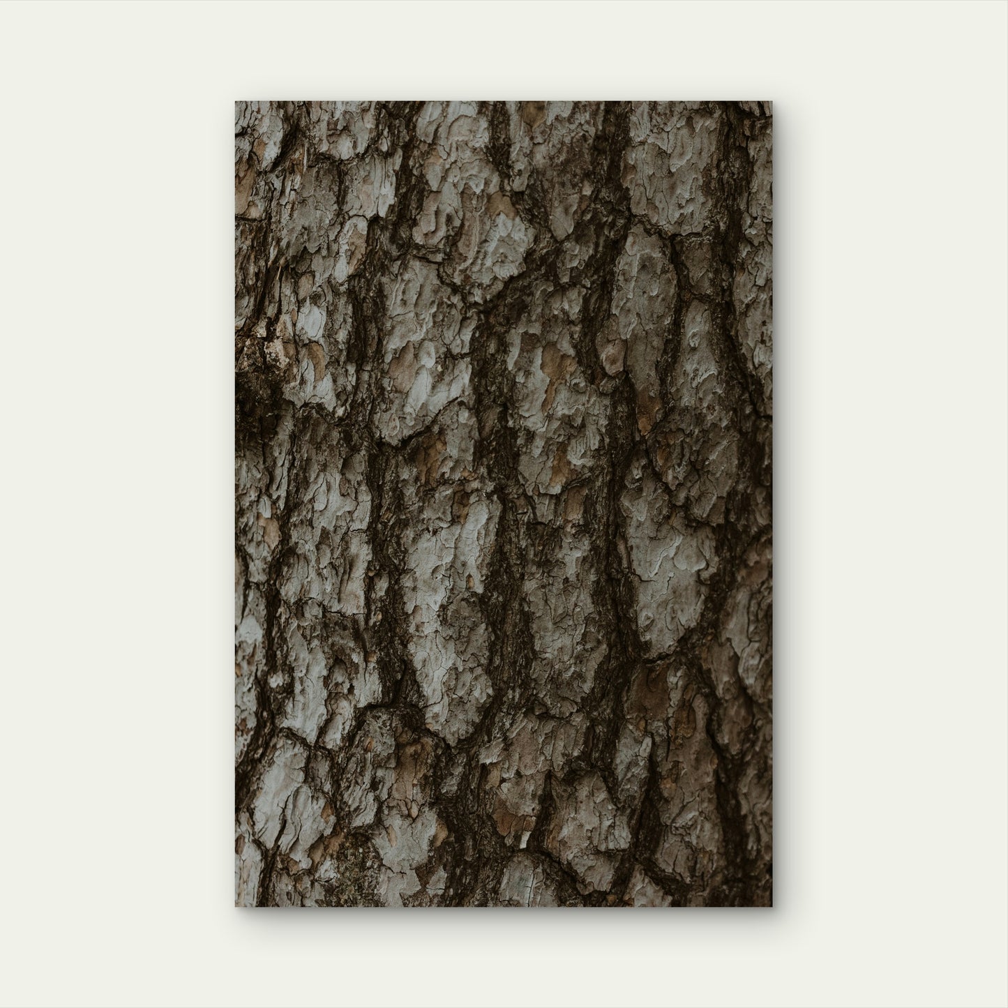 Close-Up of Tree Bark 60x90cm Metal Print Ready to Hang