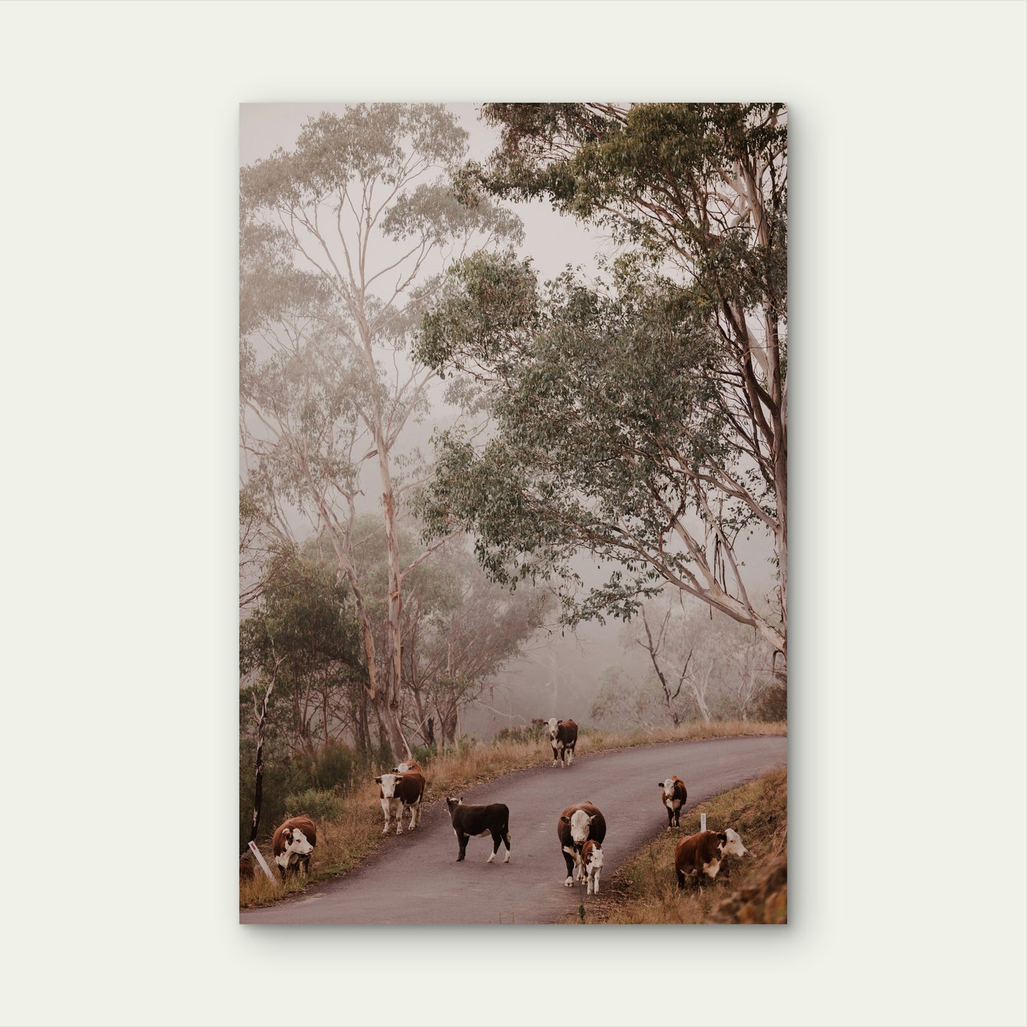 Herd of Cattle on Misty Rural Road in Australia 40x60cm Metal Print Ready to Hang