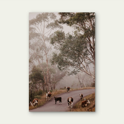 Herd of Cattle on Misty Rural Road in Australia 40x60cm Metal Print Ready to Hang