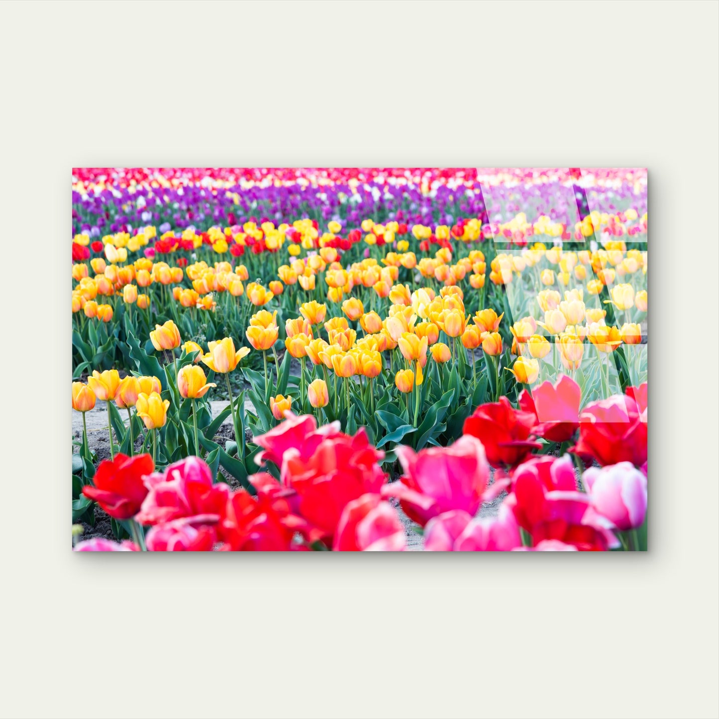 Colorful Tulip Flower Field Acrylic Glass Printing Wall Art Australian Made Quality