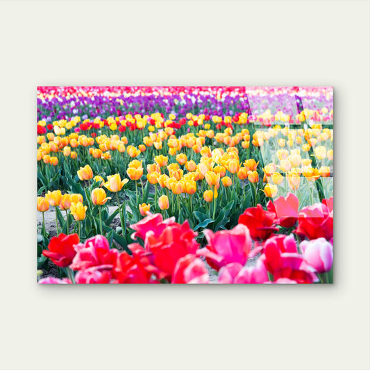 Colorful Tulip Flower Field Acrylic Glass Printing Wall Art Australian Made Quality