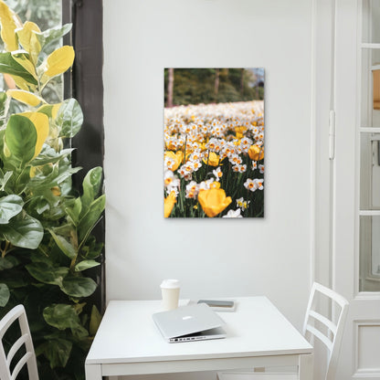 A Field of Blooming Daffodils 40x60cm Metal Print Ready to Hang
